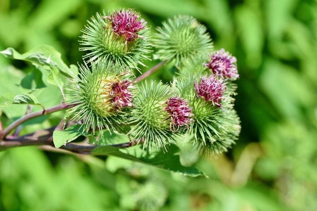 Quelles sont les plantes les plus dangereuses pour la datcha : tout le monde n'est pas au courant Quelles sont les plantes les plus dangereuses pour la datcha : tout le monde n'est pas au courant