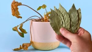 Comment une simple feuille de laurier peut aider les plantes d'intérieur : les secrets d'horticulteurs expérimentés