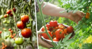 Que semer immédiatement après la récolte des tomates : la terre sera comme neuve