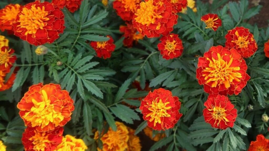 Remplacez le velours par une fleur plus utile : cette plante lutte beaucoup mieux contre les ravageurs dans le potager Remplacez le velours par une fleur plus utile : cette plante lutte beaucoup mieux contre les ravageurs dans le potager